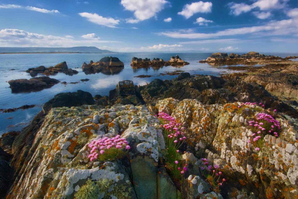 côte rocheuse d’Irlande avec fleurs sauvages et mer