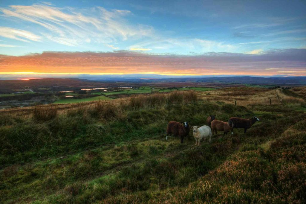 paysage irlandais verdoyant avec moutons au coucher du soleil